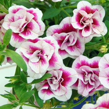 Calibrachoa MiniFamous Double Pinktastic - Mini petunia
