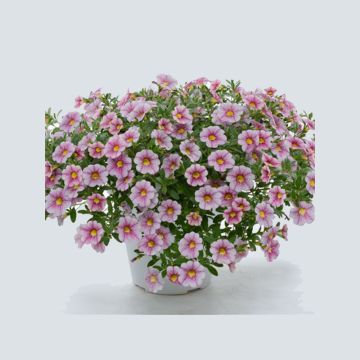 Calibrachoa Noa Princess - Mini petunia