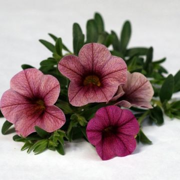 Calibrachoa Plum - Mini petunia