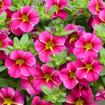 Calibrachoa Superbells Cherry Star - Mini petunia