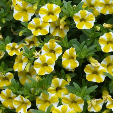 Calibrachoa Superbells Lemon Slice - Mini petunia