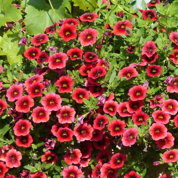 Calibrachoa Superbells Pomegranate Punch - Mini petunia