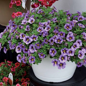Calibrachoa Superbells Evening Star