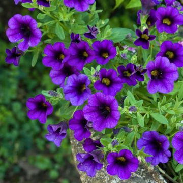Calibrachoa Superbells Unique Blue Violet - Mini petunia