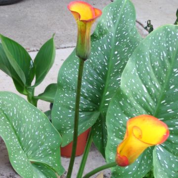 Zantedeschia Selina - Gele calla