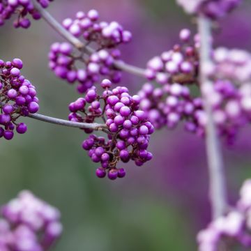 Callicarpa Liebespaar - Schoonvrucht