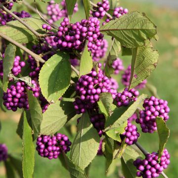 Callicarpa Magical Deep Purple - Schoonvrucht