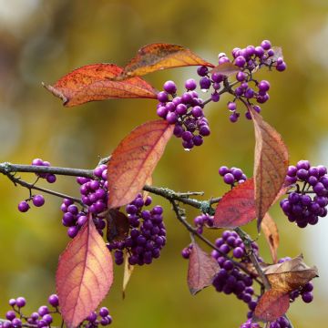 Callicarpa Magical Purple Giant - Schoonvrucht