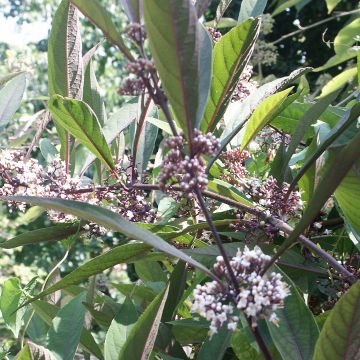 Callicarpa kwangtungensis - Chinese schoonvrucht
