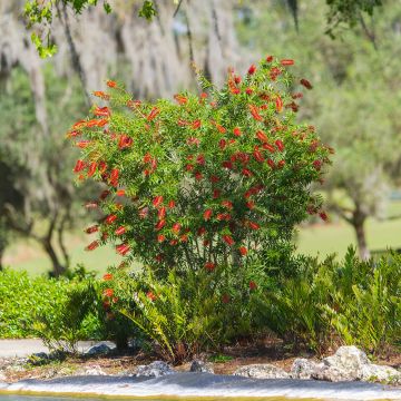 Callistemon Woodlanders Hardy - Lampenpoetser