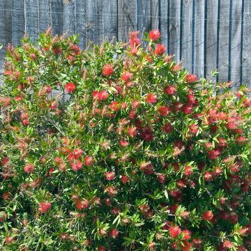 Callistemon citrinus Splendens - Lampenpoetser