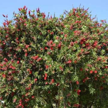 Callistemon rigidus - Lampenpoetser