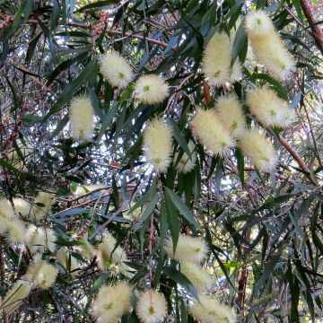 Callistemon salignus White - Lampenpoetser wit