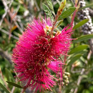Callistemon salignus Perth Pink - Lampenpoetser
