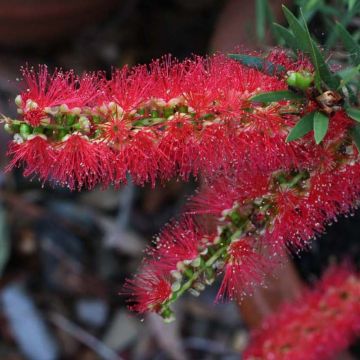 Callistemon viminalis Captain Cook - Lampenpoetser