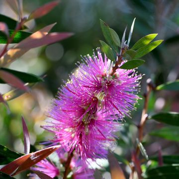 Callistemon violaceus - Lampenpoetser