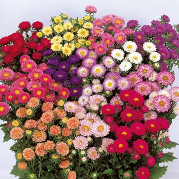 Zomeraster Matsumoto Mix - Callistephus sinensis