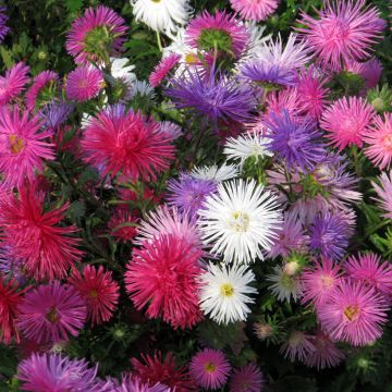 Zomeraster Unicum (zaad) - Callistephus chinensis