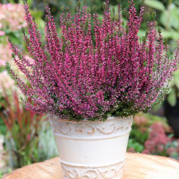 Calluna vulgaris Garden Girls Amethyst - Zomerheide