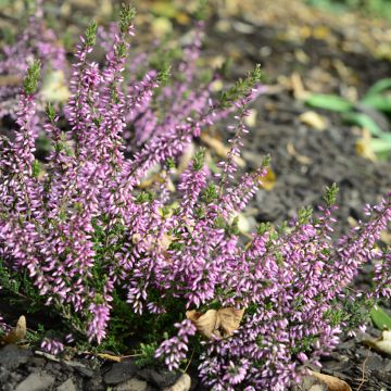 Calluna vulgaris Garden Girls Lena - Zomerheide
