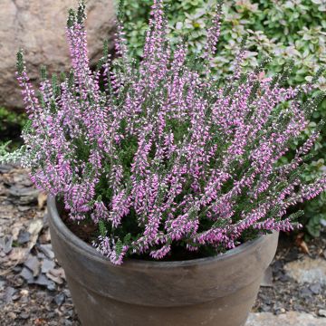 Calluna Garden Girls Lisbeth - Zomerheide