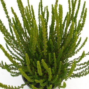 Calluna Garden Girls Zelia - Zomerheide