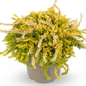 Calluna vulgaris Rasta Girls Netty - Zomerheide