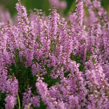 Calluna vulgaris H.E Beale - Zomerheide