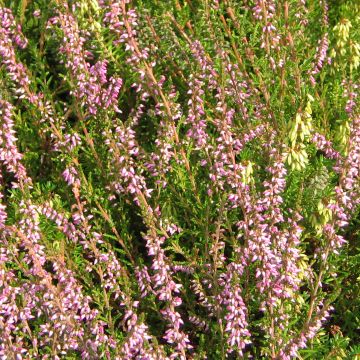 Calluna vulgaris Marleen - Zomerheide