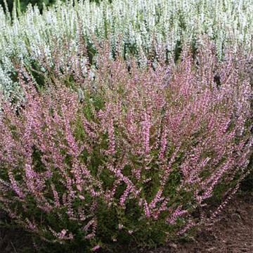 Calluna vulgaris Marlies - Zomerheide