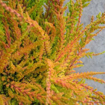 Calluna vulgaris Wickwar Flame - Zomerheide