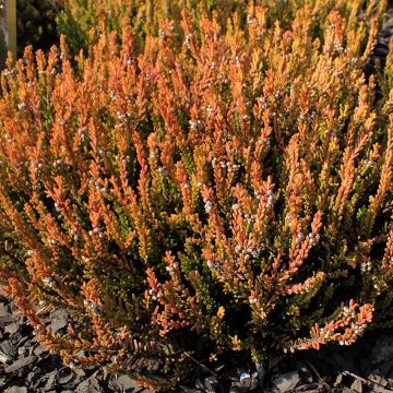 Calluna vulgaris Winter Chocolate - Zomerheide