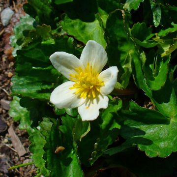 Caltha palustris var. alba - Witte dotterbloem