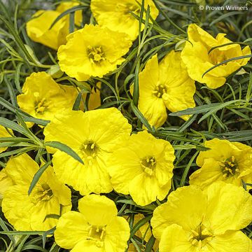 Oenothera serrulata - Superlophus Yellow