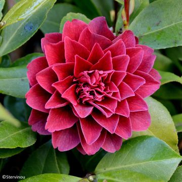 Camellia japonica Manuroa Road - Japanse camelia