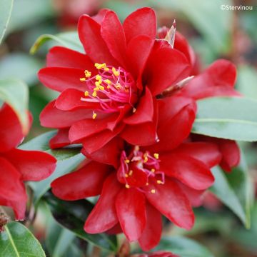 Camellia x williamsii Night Rider - Williamsii-camelia