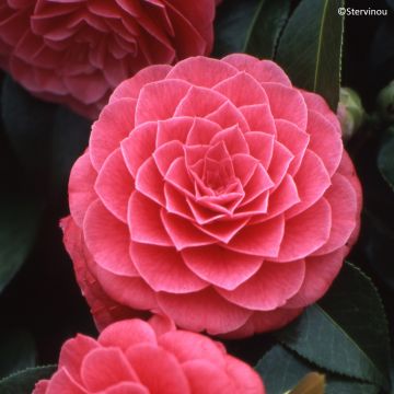 Camellia japonica Spring Formal - Japanse camelia
