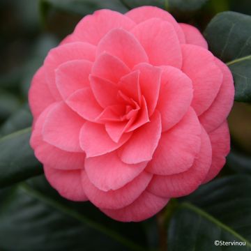 Camellia japonica Tada Meibi - Japanse camelia