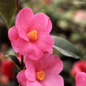 Camellia Crimson Candles - Japanse roos