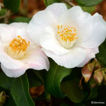 Camellia Quintessence