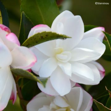 Camellia sasanqua Blush - Herfstcamelia