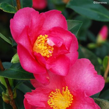 Camellia sasanqua Hiryu - Herfstcamelia