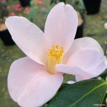 Camellia sasanqua Île Vierge - Herfstcamelia