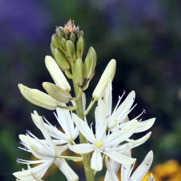 Camassia leichtlinii Alba - Prairielelie