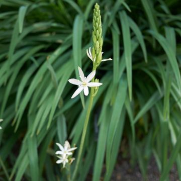 Camassia leichtlinii Silk River - Prairielelie