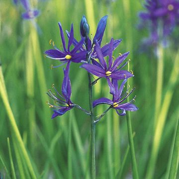 Camassia quamash Orion - Prairielelie