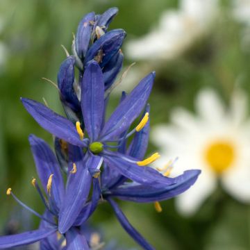 Camassia quamash - Prairielelie
