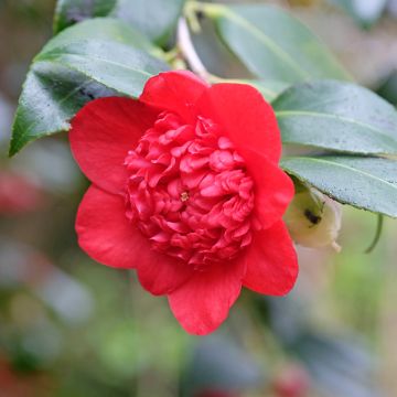 Camellia japonica Bobs Tinsie - Japanse camelia
