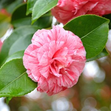 Camellia japonica Comte de Gomer - Japanse roos