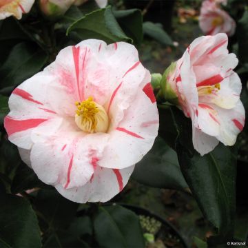 Camellia japonica Dainty California - Japanse roos